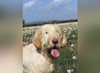 Nelly - Was macht man denn mit einem ausgedienten Jagdhund ?