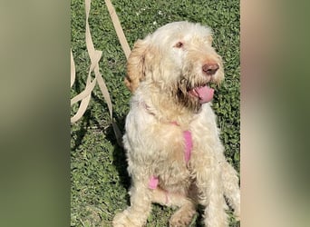 Nelly - Was macht man denn mit einem ausgedienten Jagdhund ?