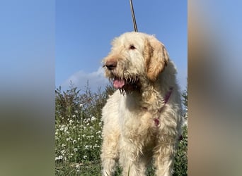 Nelly - Was macht man denn mit einem ausgedienten Jagdhund ?