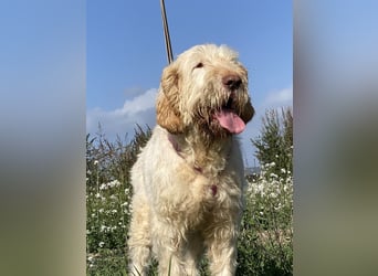 Nelly - Was macht man denn mit einem ausgedienten Jagdhund ?