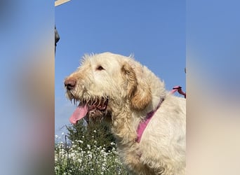 Nelly - Was macht man denn mit einem ausgedienten Jagdhund ?