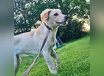 Neve - Drei Nüsse für Aschenbrödel