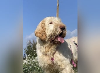 Nelly - Was macht man denn mit einem ausgedienten Jagdhund ?