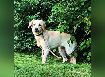 Neve - Drei Nüsse für Aschenbrödel