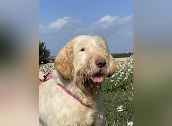 Nelly - Was macht man denn mit einem ausgedienten Jagdhund ?