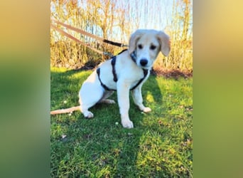 Neve - vorsichtig, anhänglich und bereit zu vertrauen