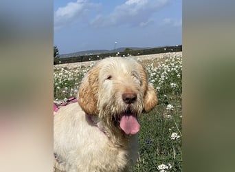 Nelly - Was macht man denn mit einem ausgedienten Jagdhund ?