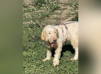 Nelly - Was macht man denn mit einem ausgedienten Jagdhund ?