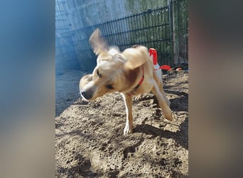 Neve - vorsichtig, anhänglich und bereit zu vertrauen