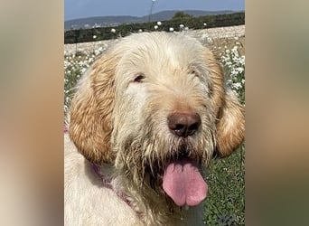 Nelly - Was macht man denn mit einem ausgedienten Jagdhund ?