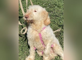 Nelly - Was macht man denn mit einem ausgedienten Jagdhund ?