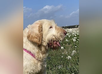 Nelly - Was macht man denn mit einem ausgedienten Jagdhund ?