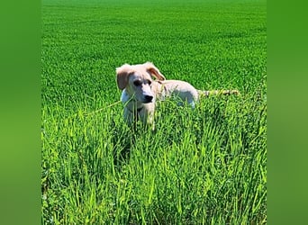 Neve - vorsichtig, anhänglich und bereit zu vertrauen