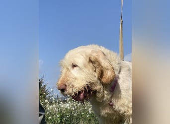 Nelly - Was macht man denn mit einem ausgedienten Jagdhund ?