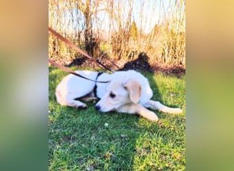 Neve - Drei Nüsse für Aschenbrödel