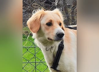 Neve - vorsichtig, anhänglich und bereit zu vertrauen