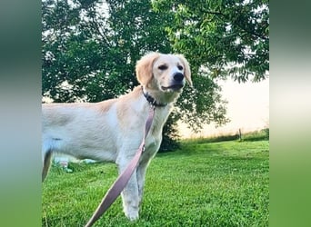 Neve - Drei Nüsse für Aschenbrödel