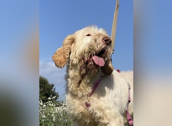 Nelly - Was macht man denn mit einem ausgedienten Jagdhund ?