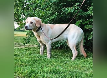 Neve - vorsichtig, anhänglich und bereit zu vertrauen