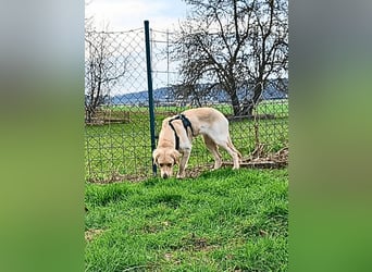 Neve - vorsichtig, anhänglich und bereit zu vertrauen