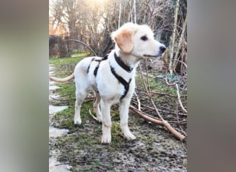 Neve - vorsichtig, anhänglich und bereit zu vertrauen