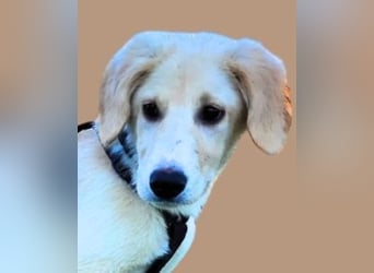 Neve - Drei Nüsse für Aschenbrödel