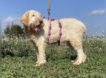 Nelly - Was macht man denn mit einem ausgedienten Jagdhund ?