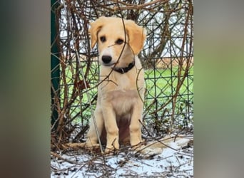 Neve - Drei Nüsse für Aschenbrödel