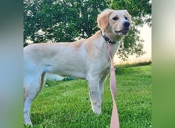 Neve - vorsichtig, anhänglich und bereit zu vertrauen