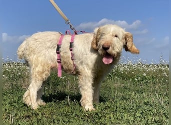 Nelly - Was macht man denn mit einem ausgedienten Jagdhund ?