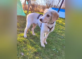 Neve - Drei Nüsse für Aschenbrödel