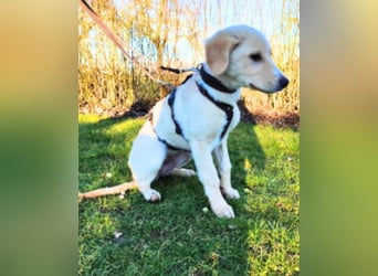 Neve - Drei Nüsse für Aschenbrödel