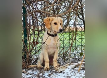 Neve - Drei Nüsse für Aschenbrödel