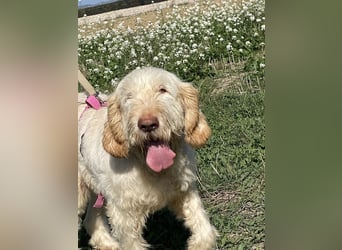 Nelly - Was macht man denn mit einem ausgedienten Jagdhund ?