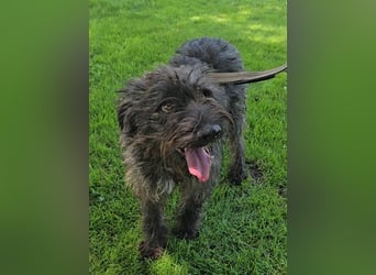 Leroy: der Wunsch nach Liebe