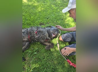 Leroy: der Wunsch nach Liebe