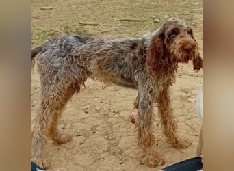 Arno - lebensfroher Jungspund auf der Suche nach dem Glück
