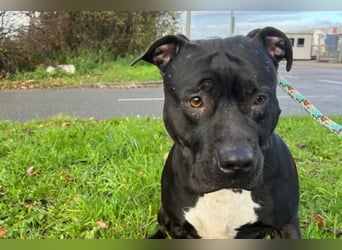 Zara ❤️ sensible, kraftvolle Hündin