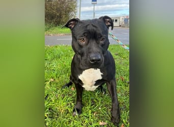 Zara ❤️ sensible, kraftvolle Hündin