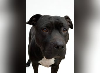 Zara ❤️ sensible, kraftvolle Hündin