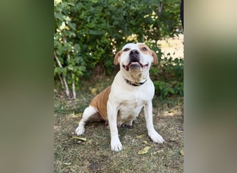 Kiki - Wunderschöne Staff-Mix-Hündin sucht ihr Glück, Vermittlung nur nach CH/AT