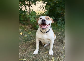 Kiki - Wunderschöne Staff-Mix-Hündin sucht ihr Glück, Vermittlung nur nach CH/AT