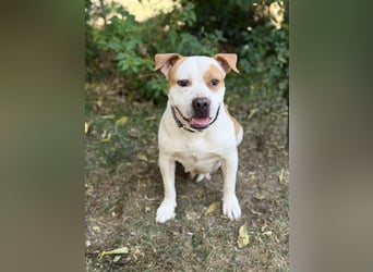 Kiki - Wunderschöne Staff-Mix-Hündin sucht ihr Glück, Vermittlung nur nach CH/AT