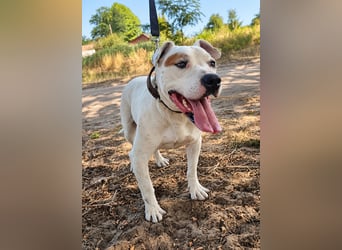 Kobe - seit über 4 Jahren wartet er auf seine Menschen- Vermittlung nur nach CH/AT möglich
