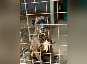 Berci - Treuer Hundemann wartet schon viel zu lange!- Vermittlung nur nach CH/AT möglich