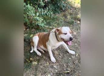 Kiki - Wunderschöne Staff-Mix-Hündin sucht ihr Glück, Vermittlung nur nach CH/AT