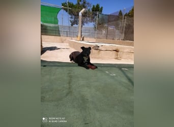 Yoko sucht PATENSCHAFT