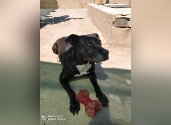 Yoko sucht PATENSCHAFT