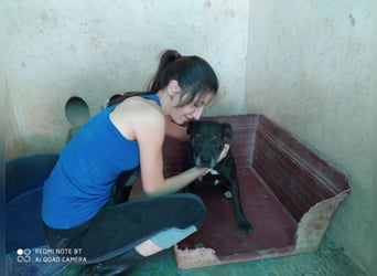 Yoko sucht PATENSCHAFT