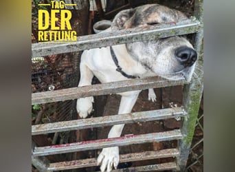 King braucht seinen Menschen- ÖSTERREICH
